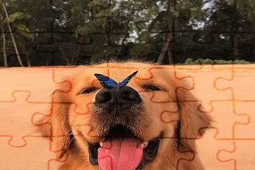 perro mariposa