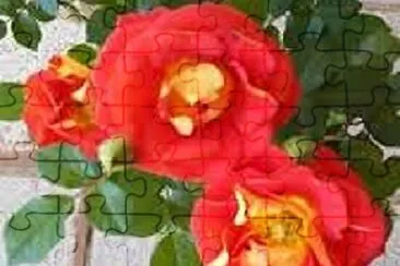  jigsaw puzzle