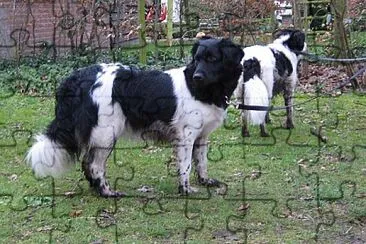 פאזל של Frisian staby