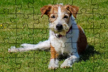 Kromfohrlander jigsaw puzzle