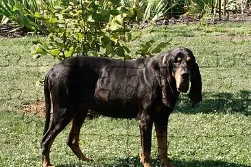 פאזל של Coonhound americano