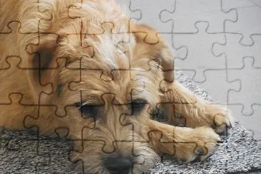 פאזל של Smoushound olandese