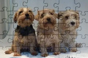 פאזל של Luca terrier