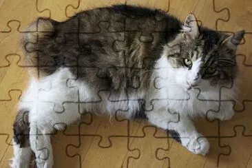 Cymric jigsaw puzzle