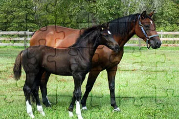 Imagem jigsaw puzzle