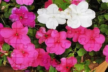 OK jigsaw puzzle