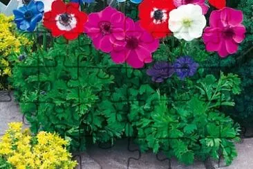 OK jigsaw puzzle