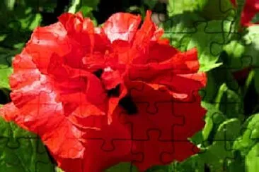  jigsaw puzzle