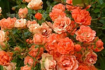  jigsaw puzzle