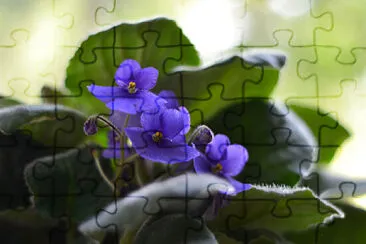 Foto jigsaw puzzle