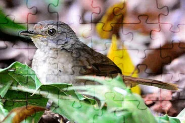 פאזל של Illadopsis