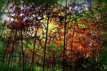 Un monde sous les fougères