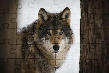 wolf in nova scotia jigsaw puzzle