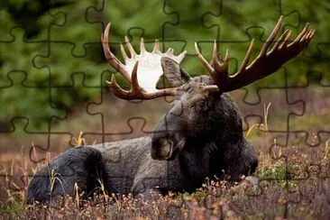Moose in Canada jigsaw puzzle