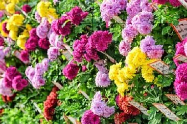 Foto jigsaw puzzle