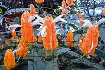 OK jigsaw puzzle