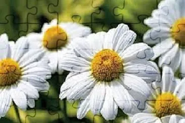 OK jigsaw puzzle