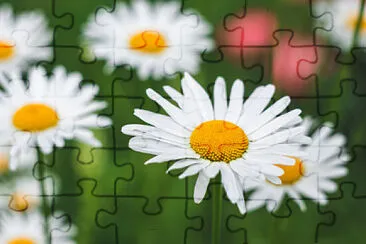 OK jigsaw puzzle