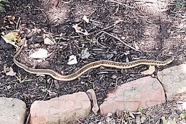 Find the Reptile! jigsaw puzzle
