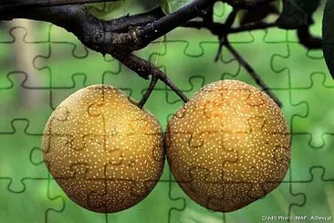 FRUIT jigsaw puzzle