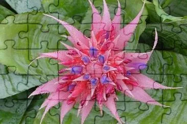 OK jigsaw puzzle