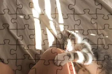 gatinho jigsaw puzzle