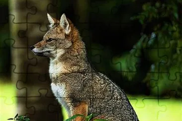 Lycalopex griseus