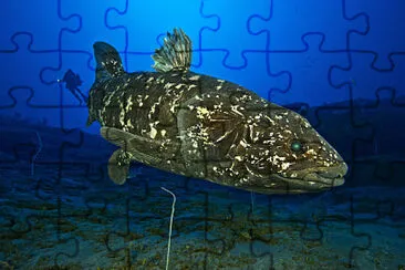 Celacanto jigsaw puzzle