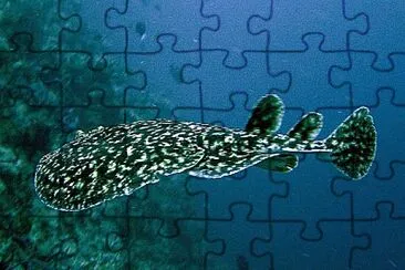Torpedine fuscomaculata jigsaw puzzle