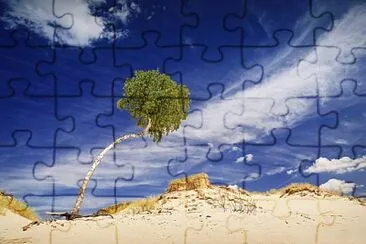 Ãrvore no deserto