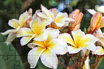 OK jigsaw puzzle