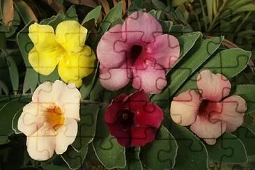 OK jigsaw puzzle
