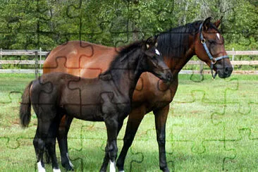 Imagem jigsaw puzzle