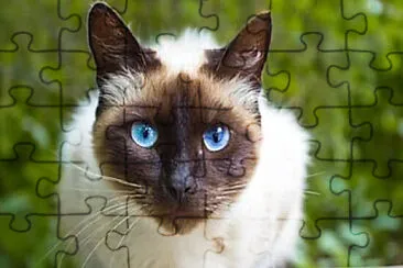 Imagem jigsaw puzzle