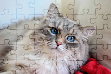 Imagem jigsaw puzzle