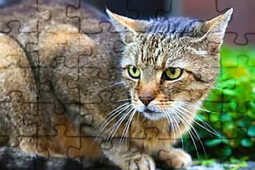 Imagem jigsaw puzzle