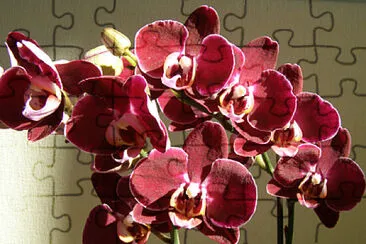 OK jigsaw puzzle