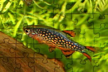 Danio margaritatus jigsaw puzzle