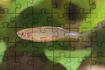 Danio roseus jigsaw puzzle