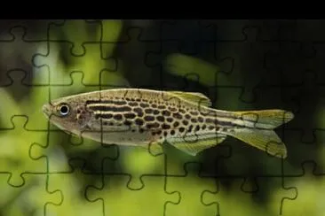 Danio tinwini jigsaw puzzle