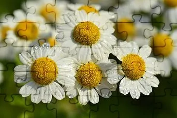 OK jigsaw puzzle