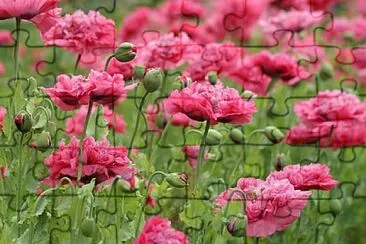 OK jigsaw puzzle