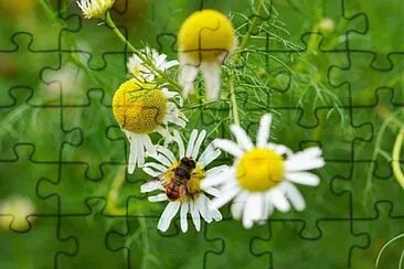 OK jigsaw puzzle