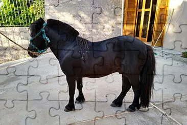 Mini Cavalo jigsaw puzzle