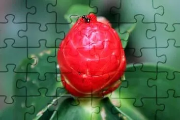 OK jigsaw puzzle
