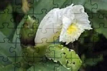 OK jigsaw puzzle