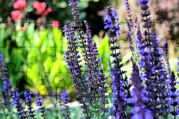 Foto jigsaw puzzle