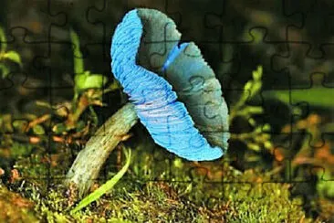 פאזל של Foto