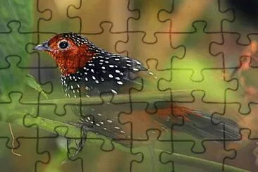 Tapaculo ocellated