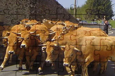 Bouvillons en Aveyron, France jigsaw puzzle